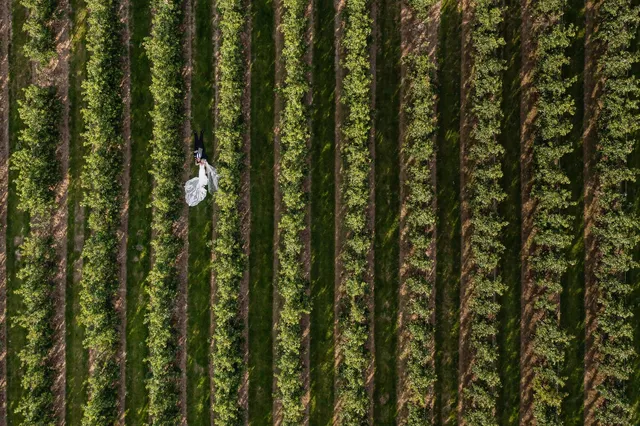 A bride's dress laid out between the orchard rows from above