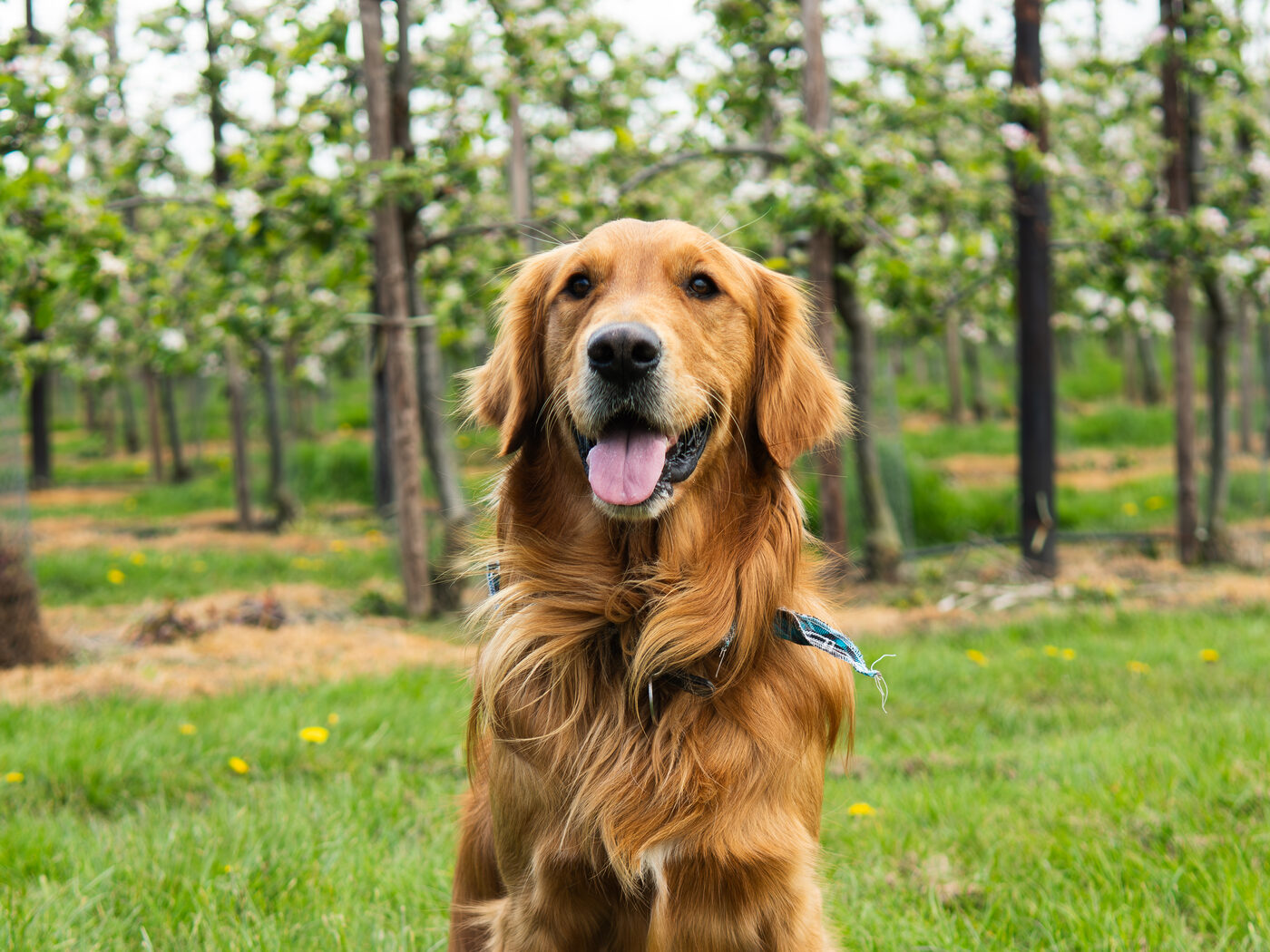 A golden retriever sat in the grass between the blossoming orchard rows at The BarnYard