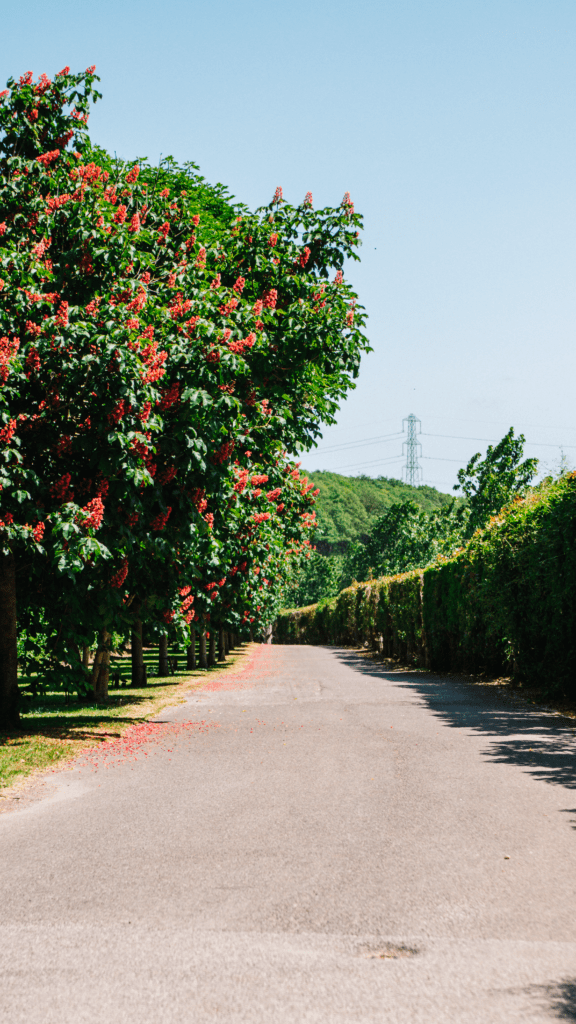 Entrance Blossom